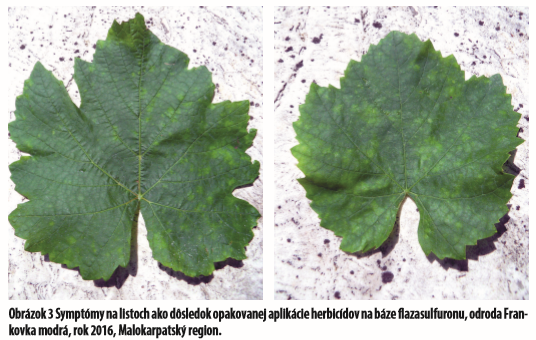 Obrázok 3 Symptómy na listoch ako dôsledok opakovanej aplikácie herbicídov na báze fl azasulfuronu, odroda Frankovka modrá, rok 2016, Malokarpatský region.