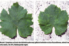 Obrázok 3 Symptómy na listoch ako dôsledok opakovanej aplikácie herbicídov na báze fl azasulfuronu, odroda Frankovka modrá, rok 2016, Malokarpatský region.
