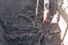 Obrázek 1 Kořenový systém révy